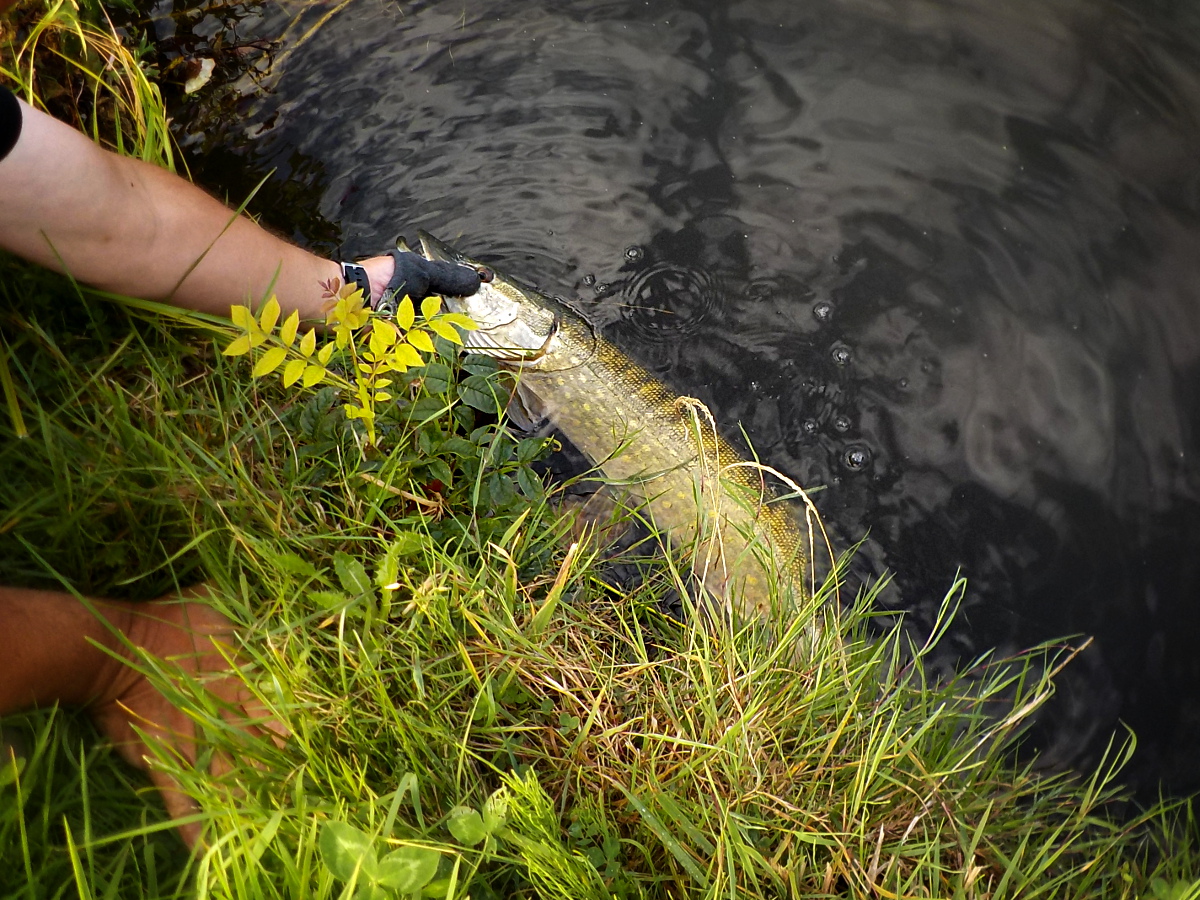 Remise à l'eau d'un brochet hollandais Remise à l'eau d'un brochet hollandais