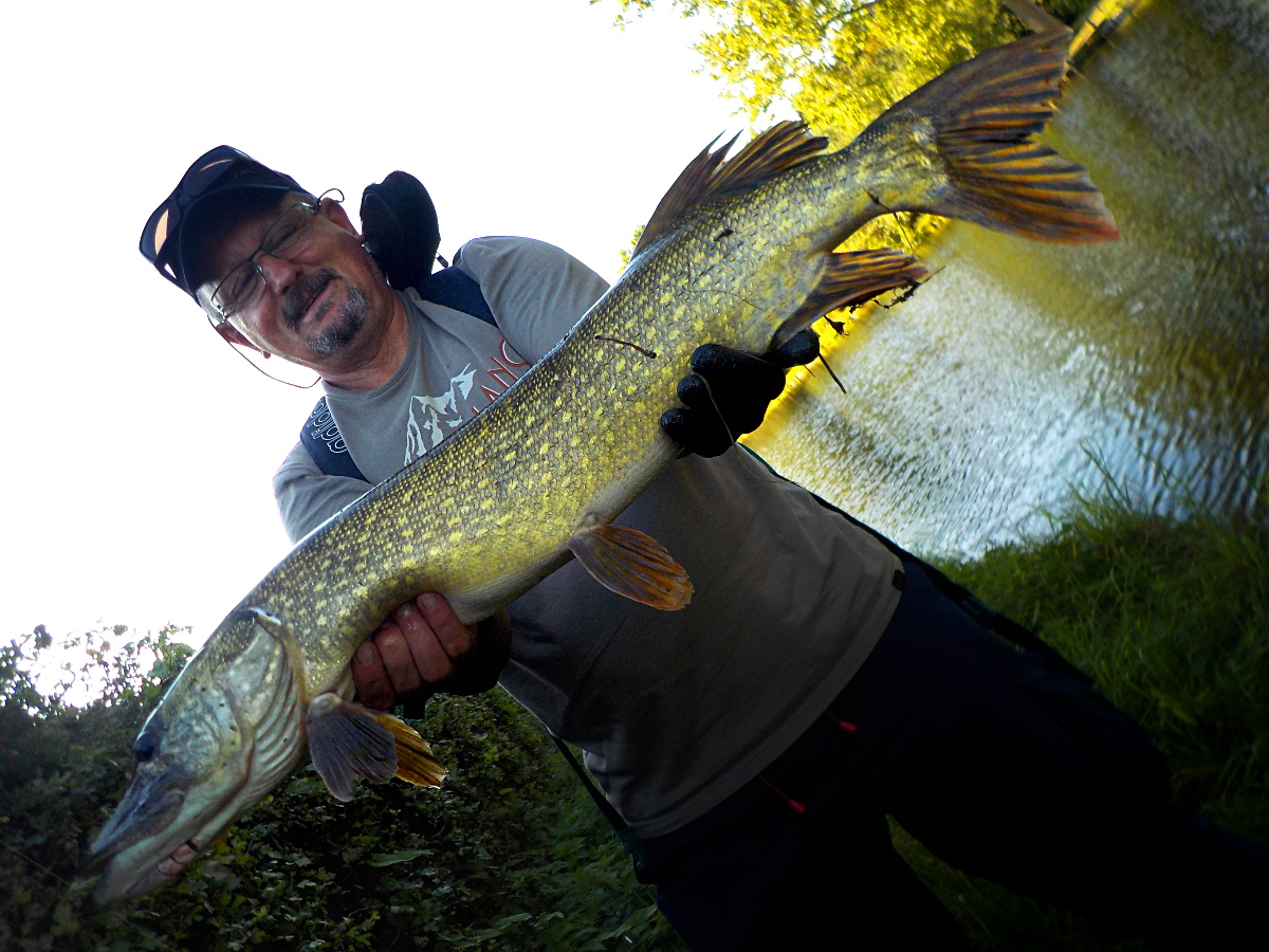 Séjour de pêche en Hollande : beau brochet ! Séjour de pêche en Hollande : beau brochet !