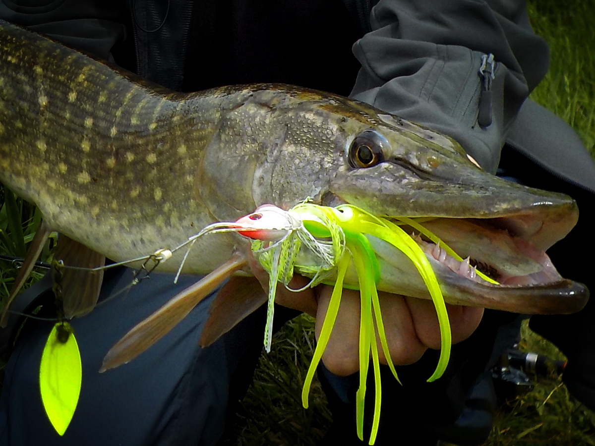 Brochet au spinnerbait Brochet au spinnerbait