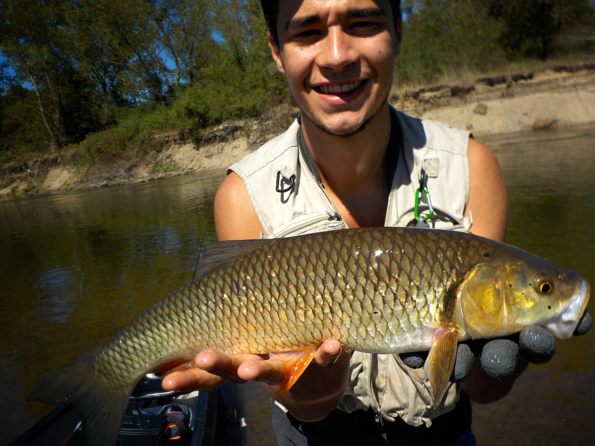 Gros chevesne de l'Allier pêche en canoë Gros chevesne de l'Allier pêche en canoë