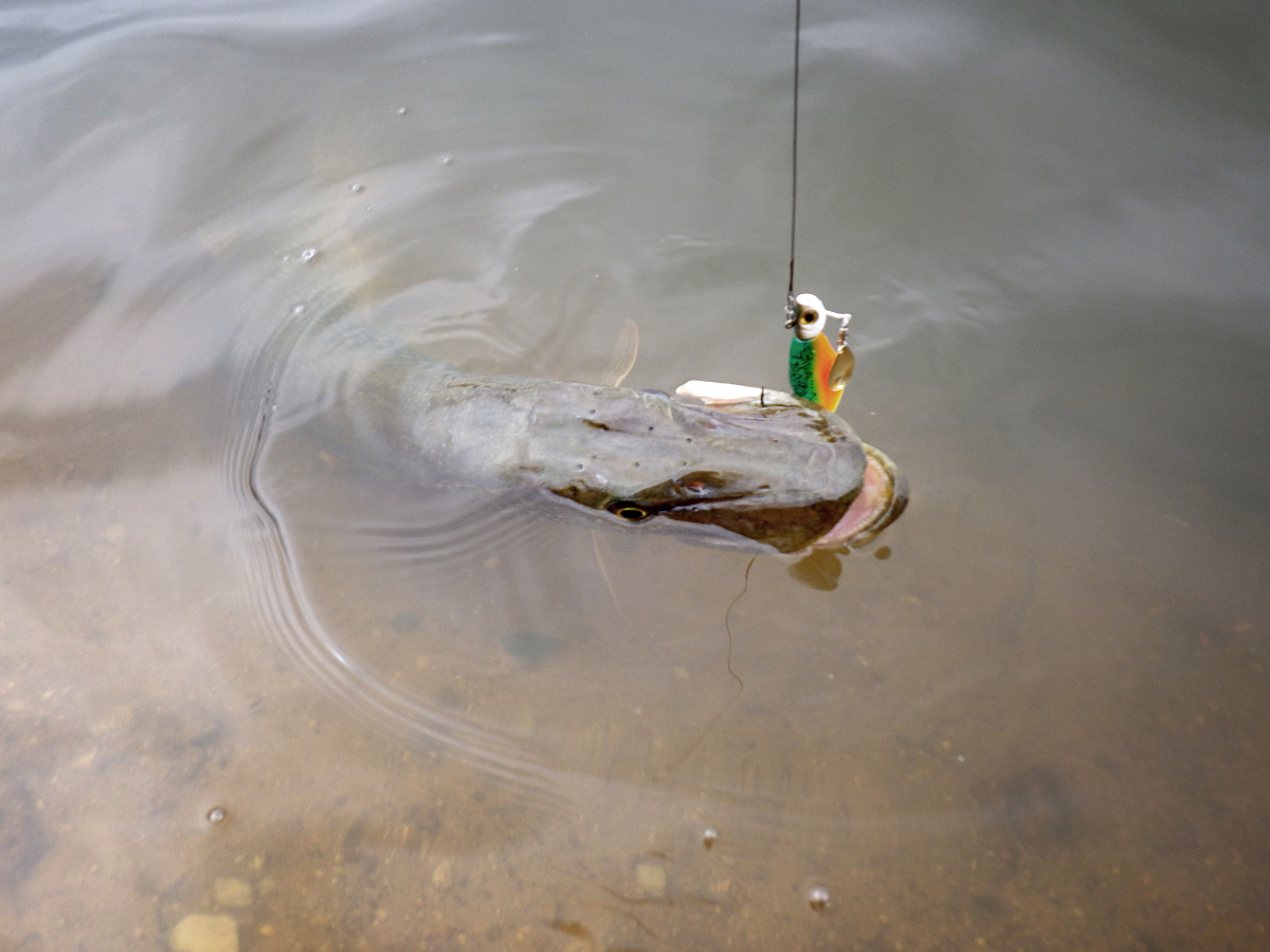 Brochet de Bouxier Brochet de Bouxier
