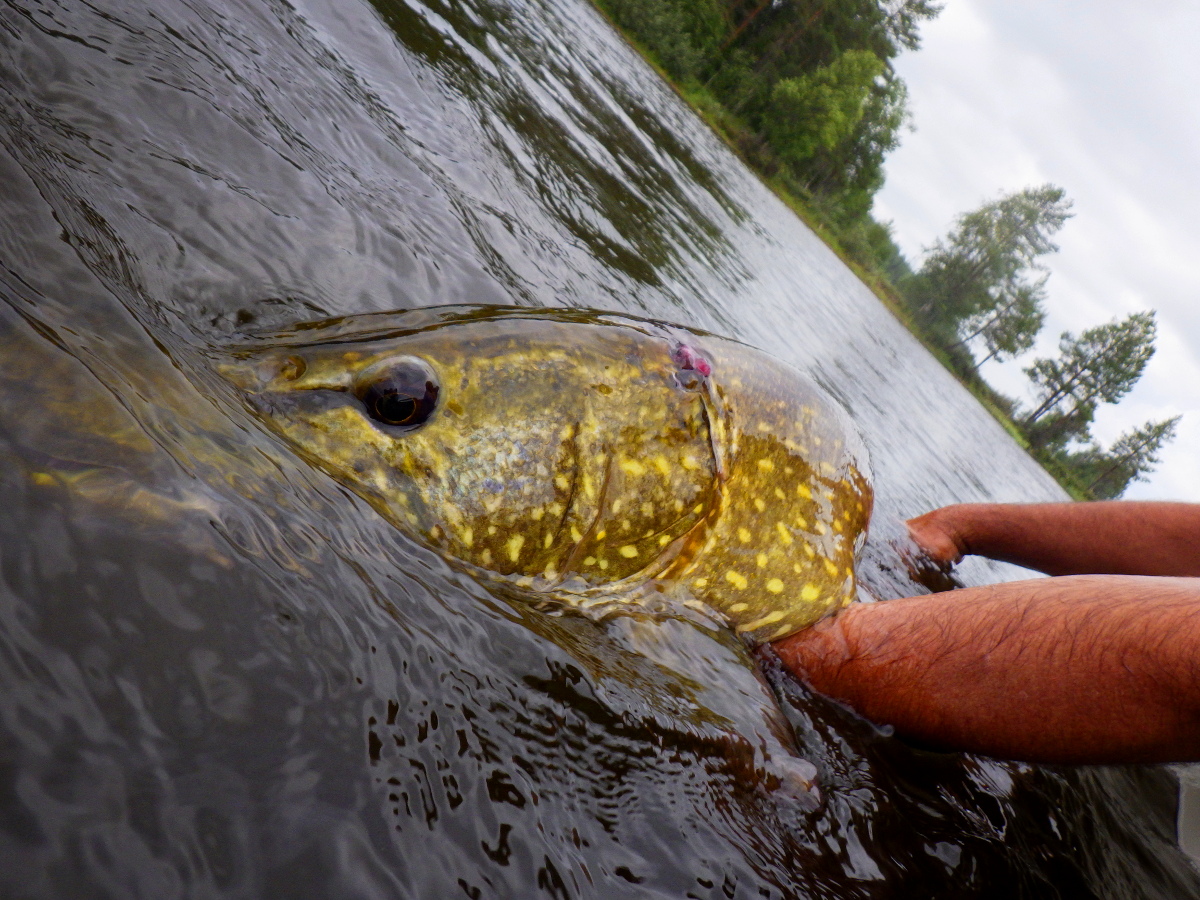 Séjour de pêche en Suède, brochet Séjour de pêche en Suède, brochet