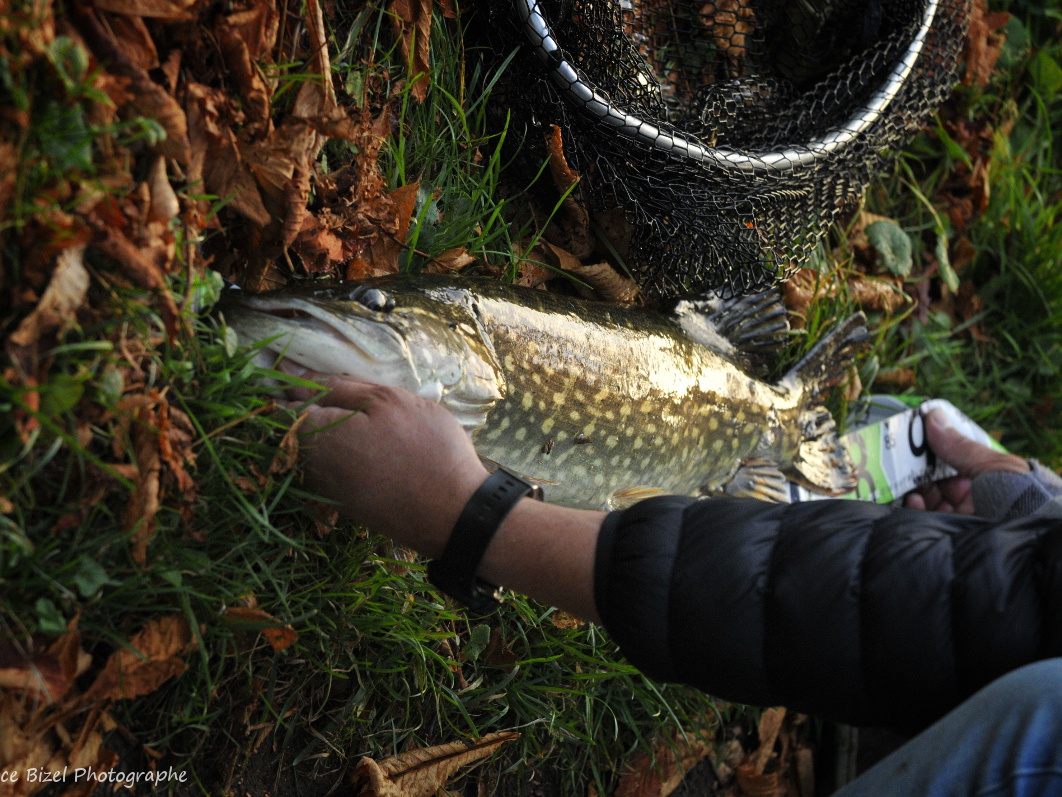 Brochet hollandais Brochet hollandais