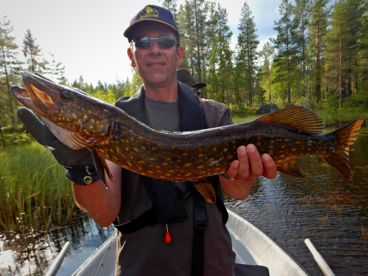 Séjour de pêche en Laponie, pêche au brochet