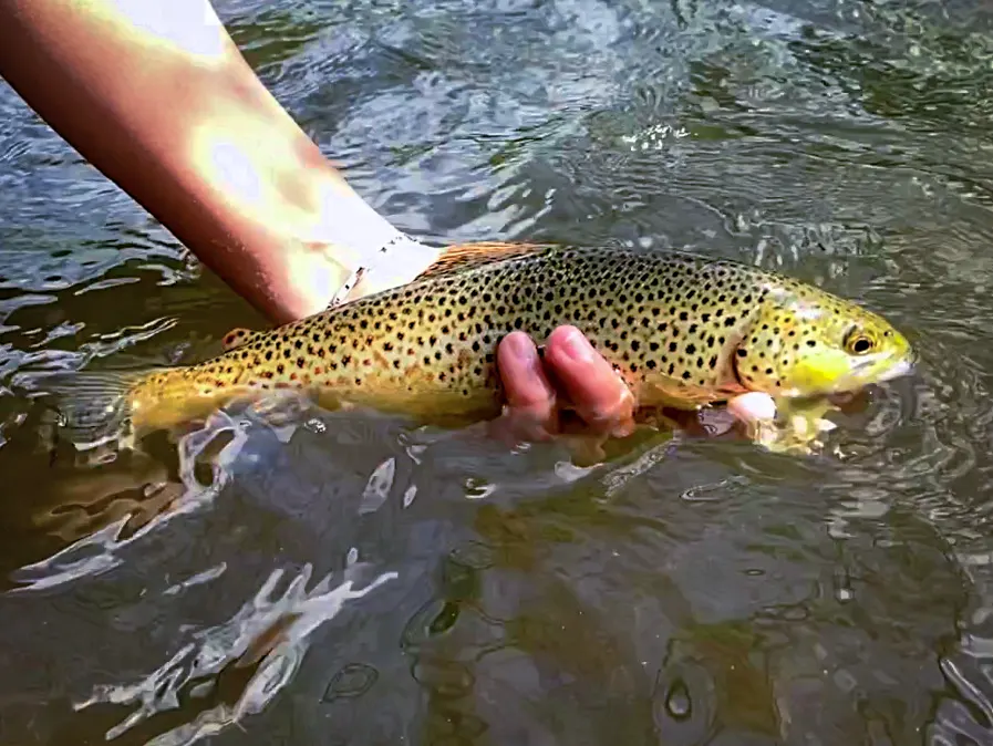 Stage de pêche à la truite en Auvergne