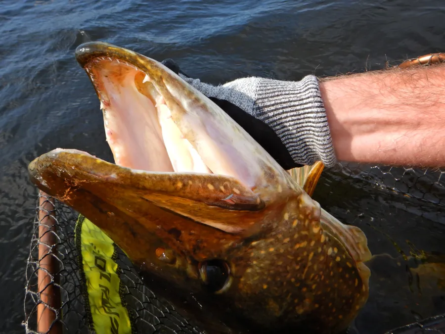 Brochet géant du lac Åsnen