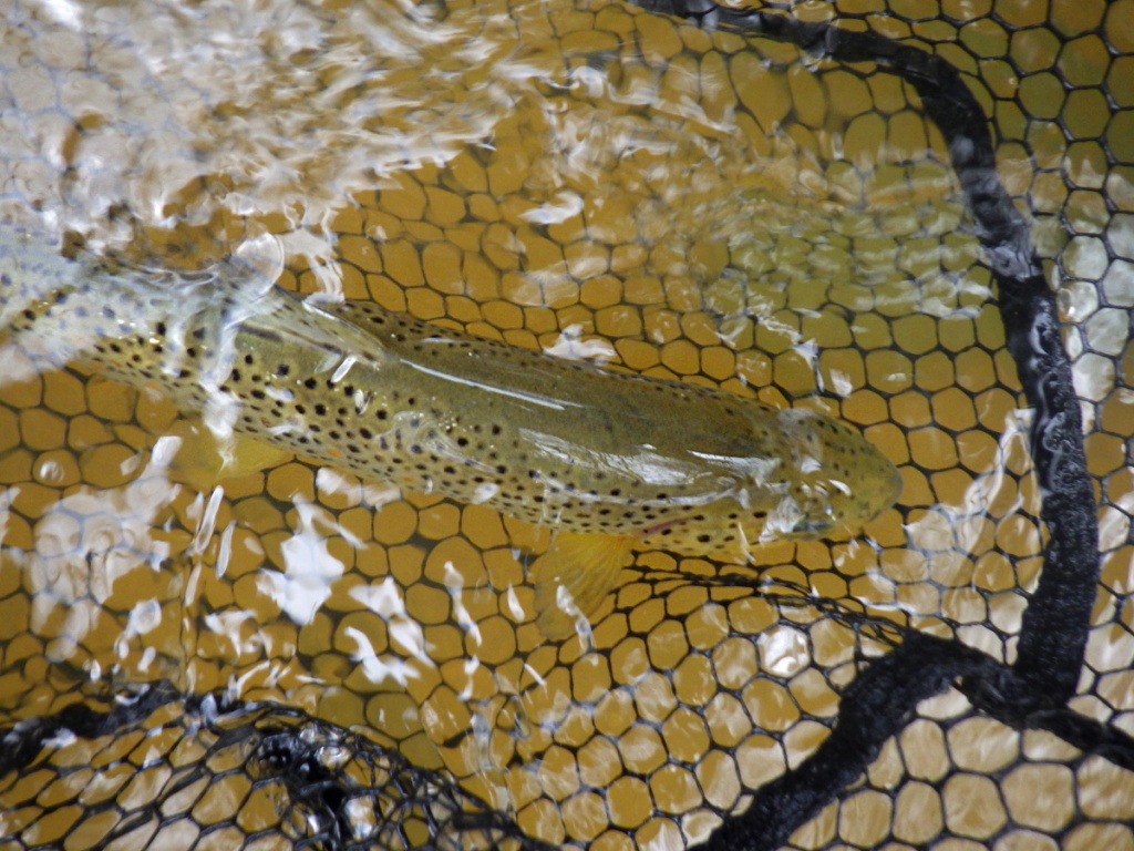 Initiation pêche à la mouche