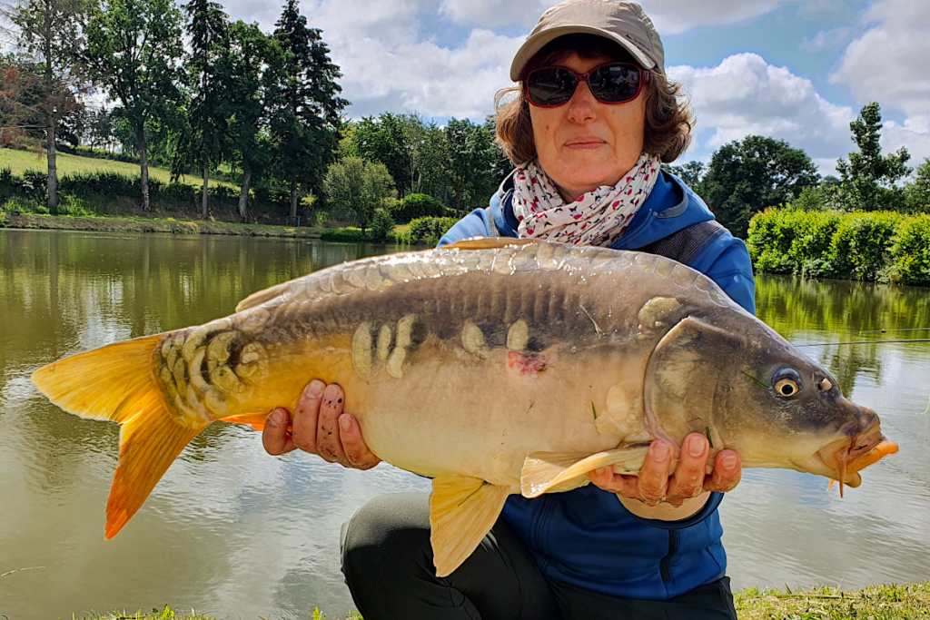 Carpe en plan d'eau