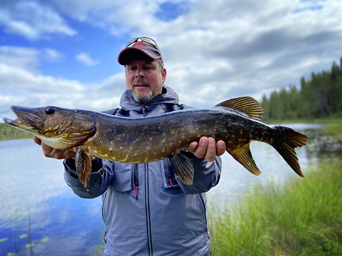 Brochet de lac forestier en Laponie