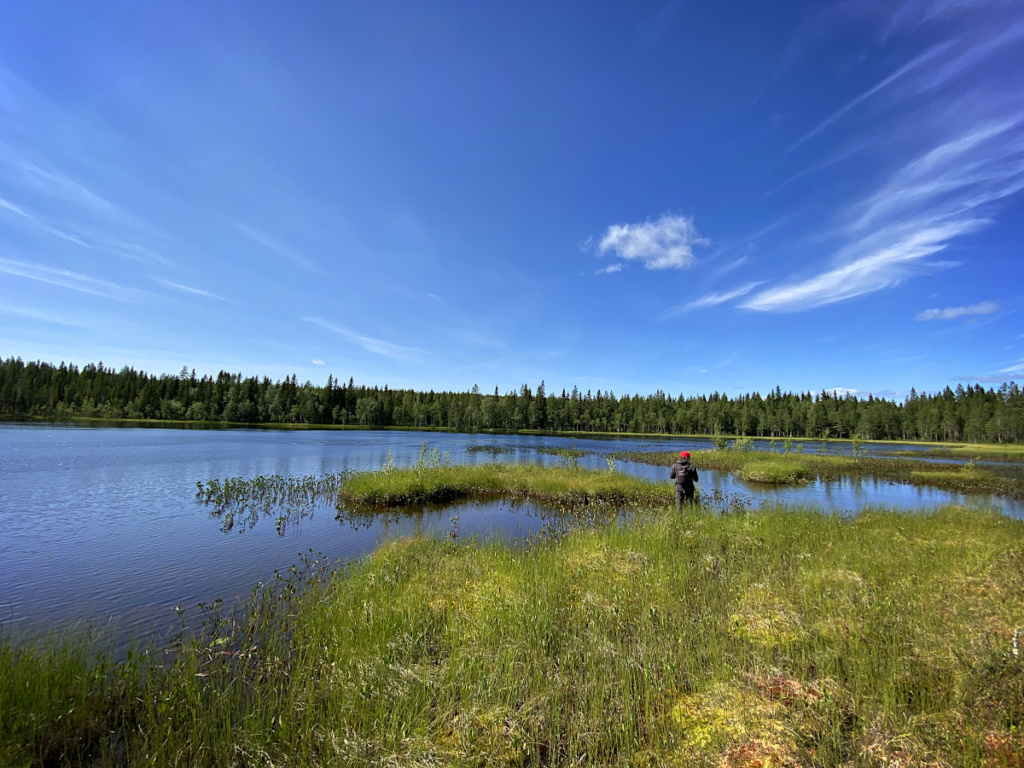 Lac forestier de Laponie
