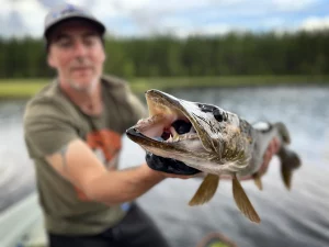 Brochet de Laponie