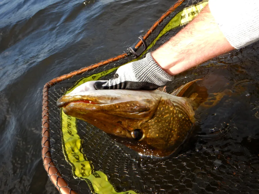 Brochet suédois de 120 cm
