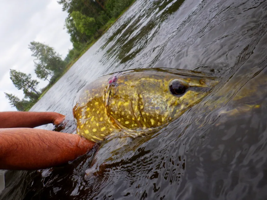 Gros brochet du lac Asnen