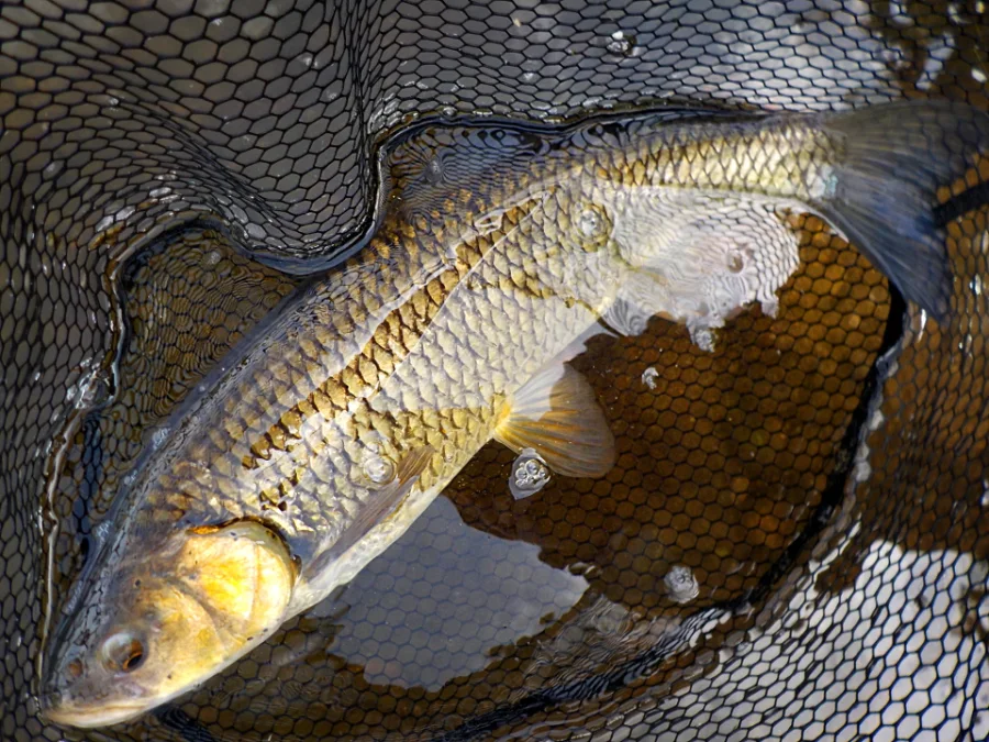 Chevesne en rivière