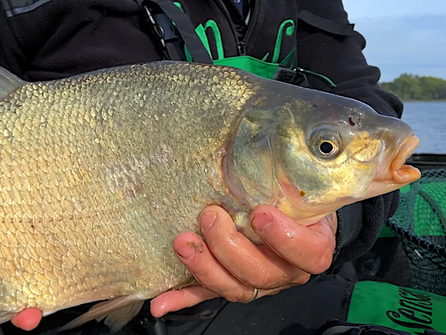 Brème à l'anglaise