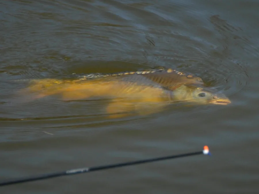 Carpe à la grande canne