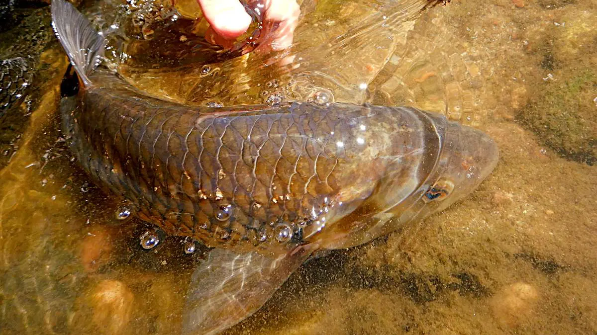 Chevesne de l'Allier
