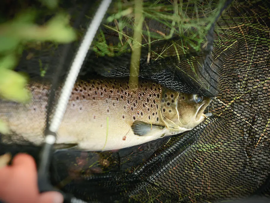 Grosse truite à l'épuisette