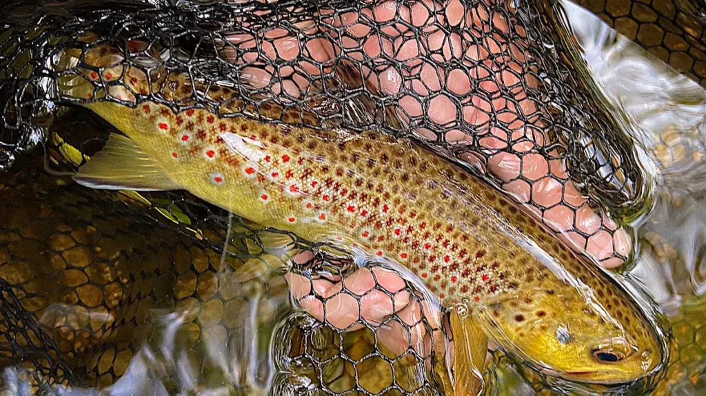 Stage avec guide de pêche truite aux leurres