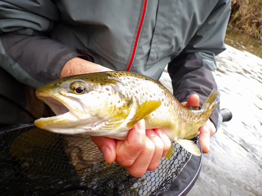 Truite de la Sioule