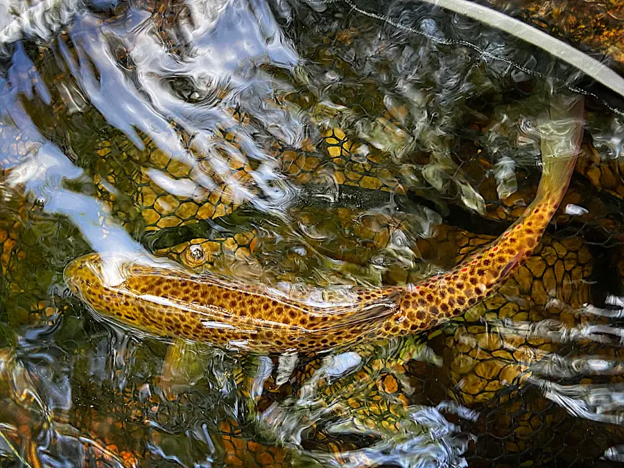 Truite fario sauvage en Auvergne