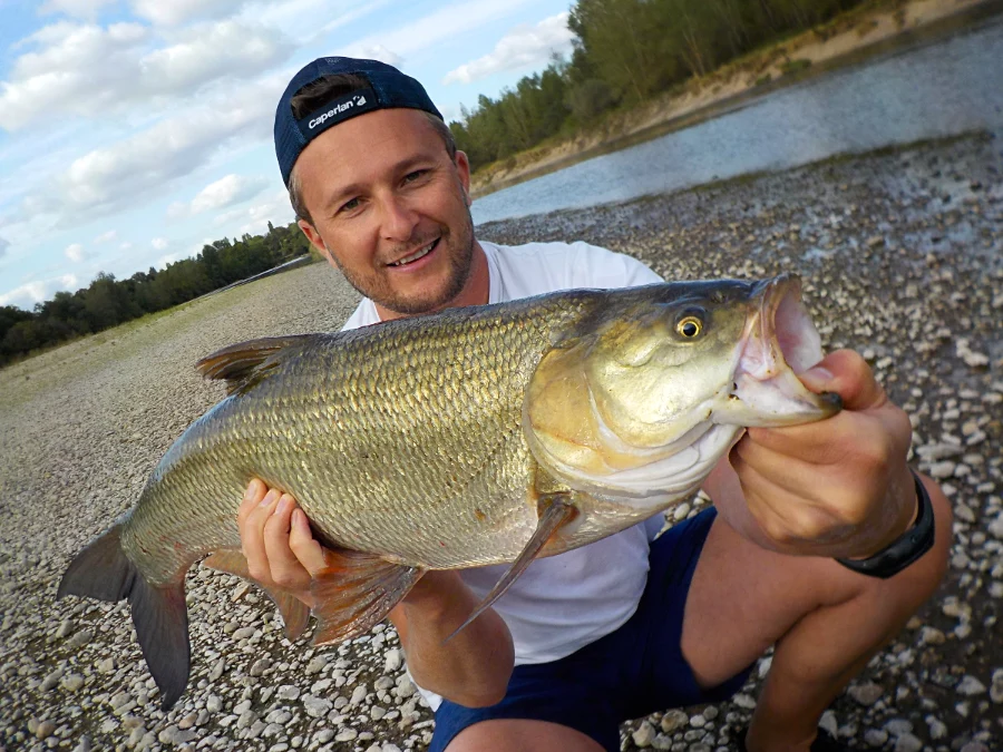 Aspe pris lors d'un guidage pêche aux leurres