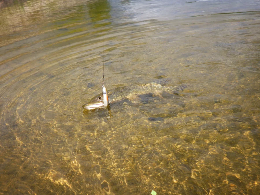 Brochet au leurre souple