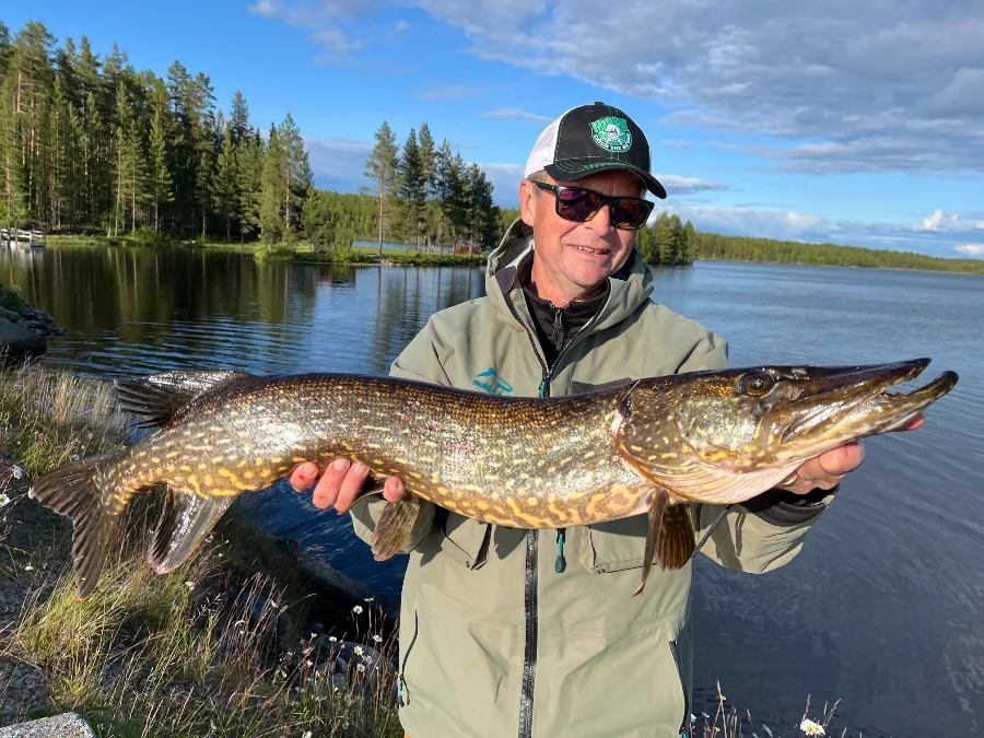 Brochet bronze de Laponie suédoise
