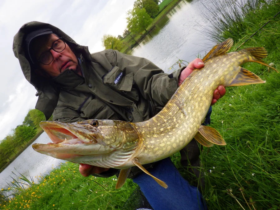 Brochet d'un plan d'eau d'Auvergne