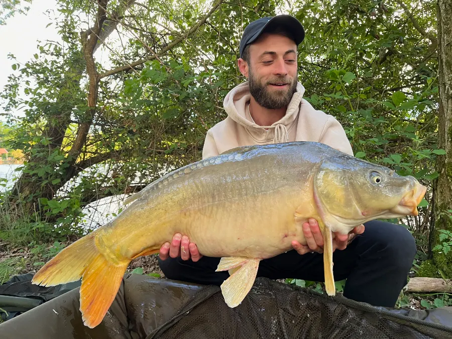 Carpe en plan d'eau privé