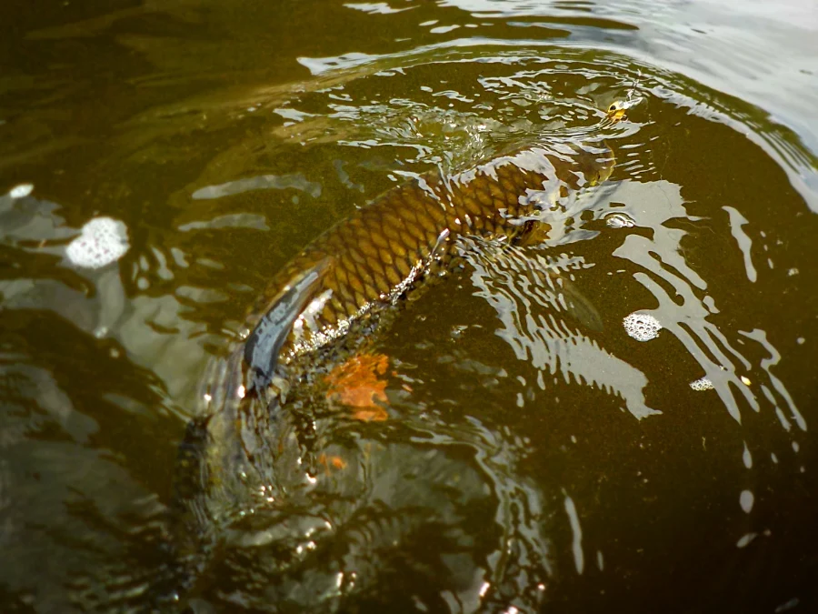 Chevesne à Vichy en Auvergne