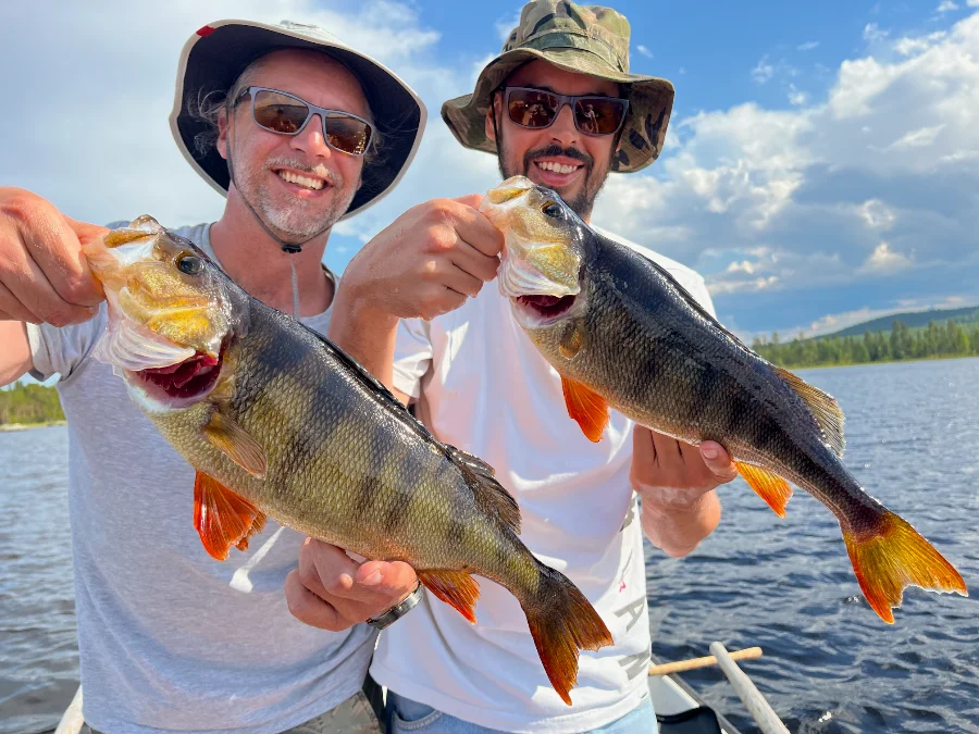 Doublé de perches suédoises en Laponie
