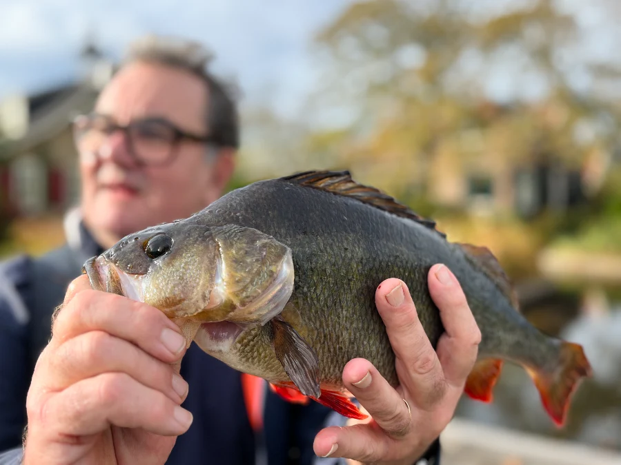 Grosse perche en street fishing