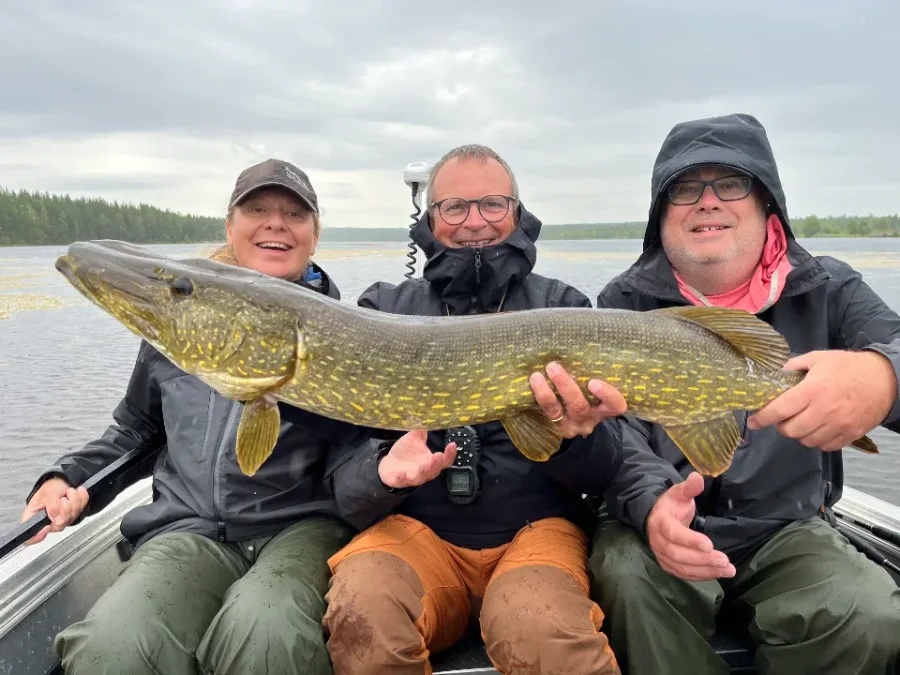 Magnifique brochet de Laponie suédoise