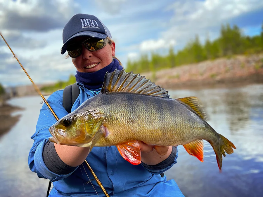 Magnifique perche de Laponie