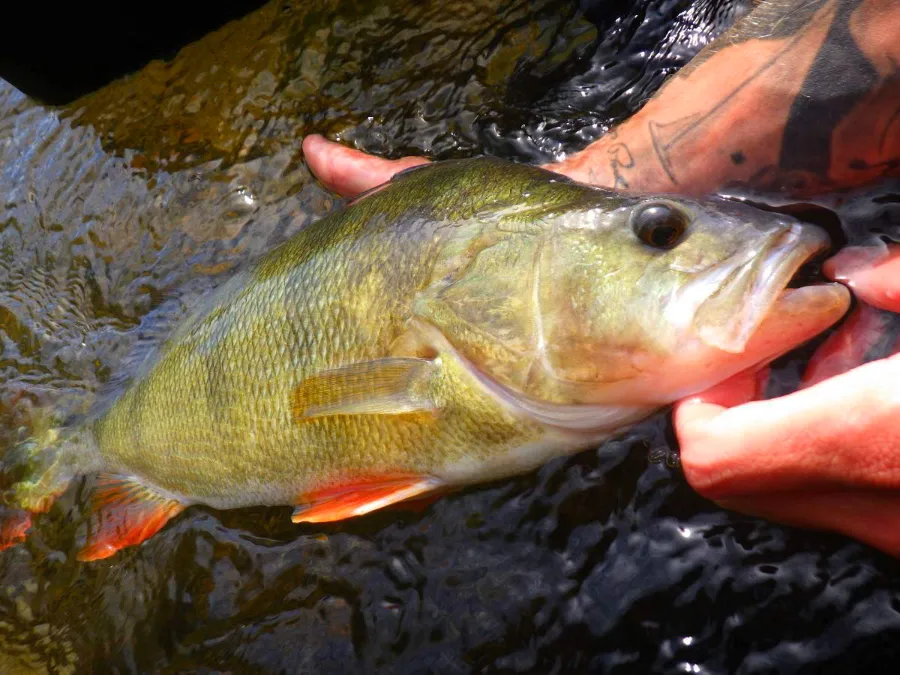 Magnifique perche de l'Allier prise au leurre de surface