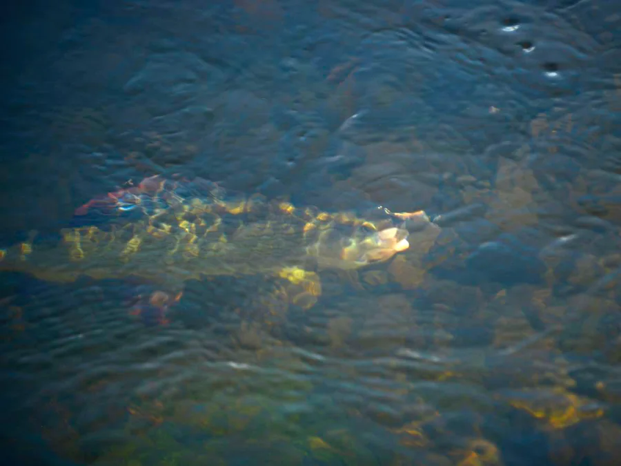 Ombre de la Trysilaelva