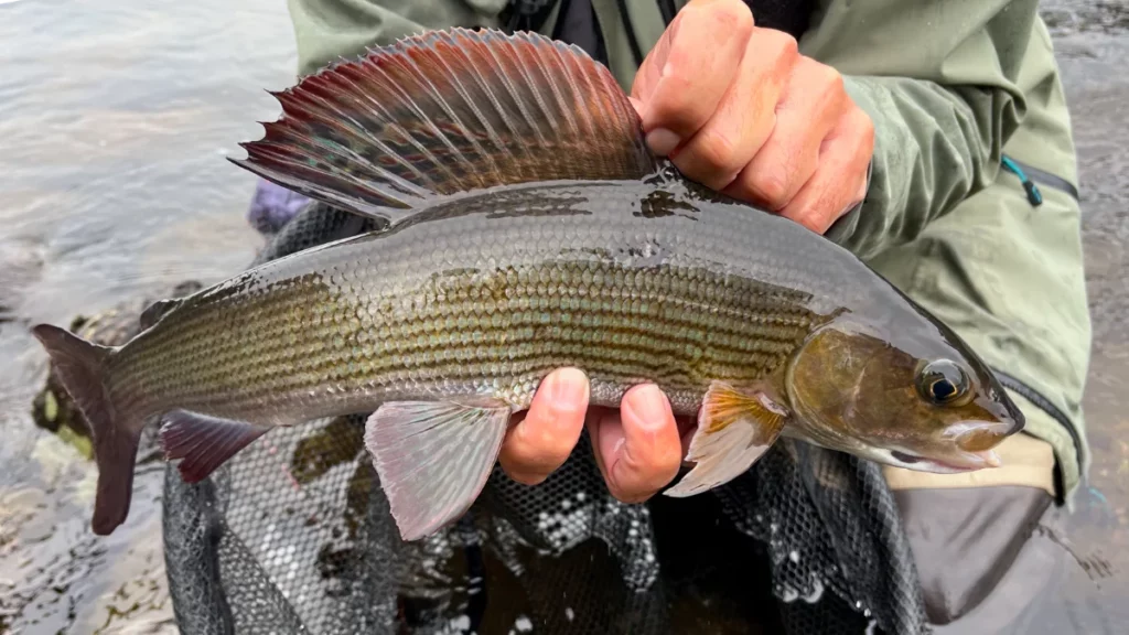 Ombre en pêche en nymphe