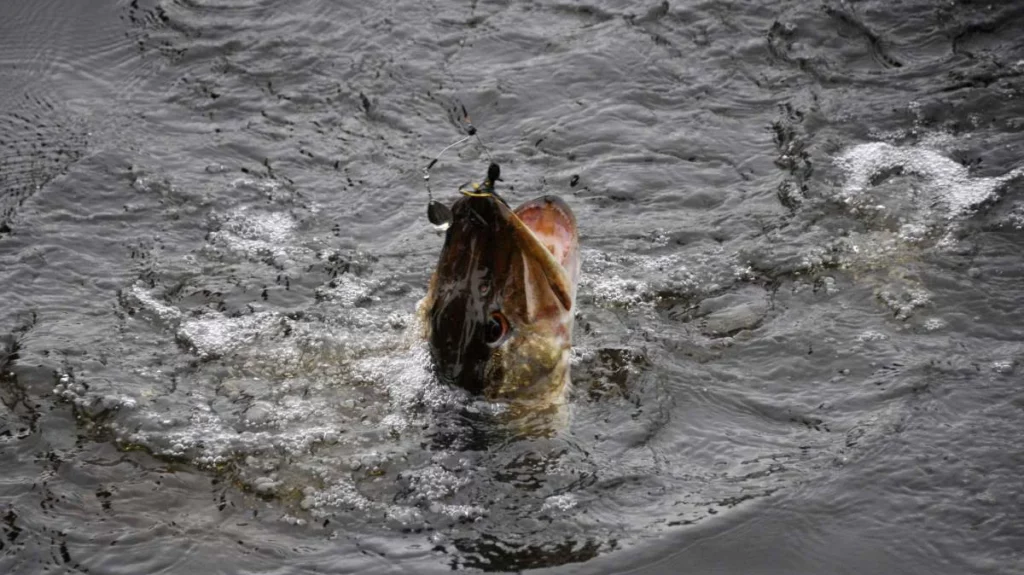 Perfectionnement leurre