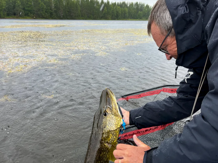 Release d'un brochet lapon