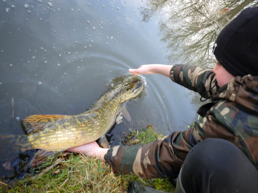 Release d'un brochet