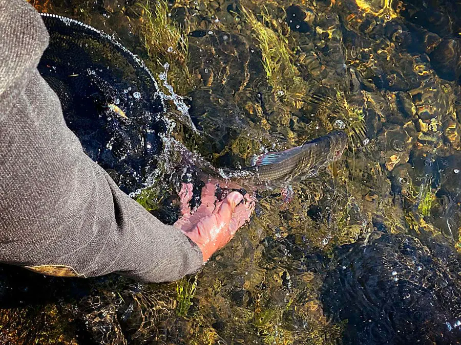 Release d'un ombre novégien