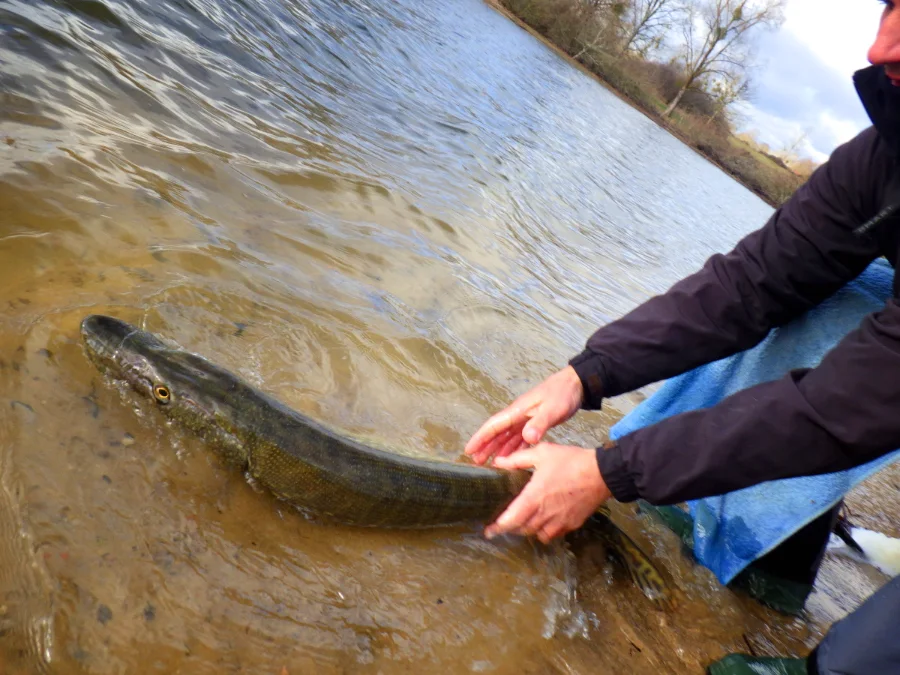 Remise à l'eau d'un beau brochet