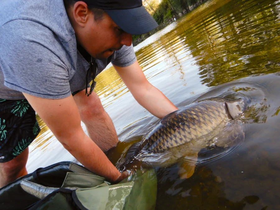 Remise à l'eau d'une carpe prise à la bouillette