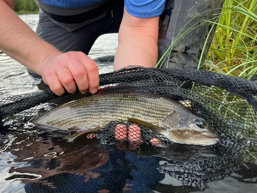 Séjour de pêche en Norvège dans le Finnmark