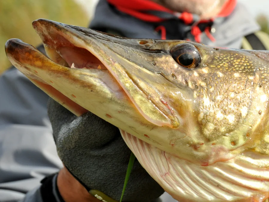 Stage de pêche au brochet avec Manu BZEL