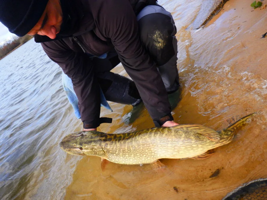 Stage de pêche au brochet en no kill