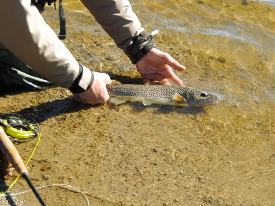 Stage de pêche en nymphe