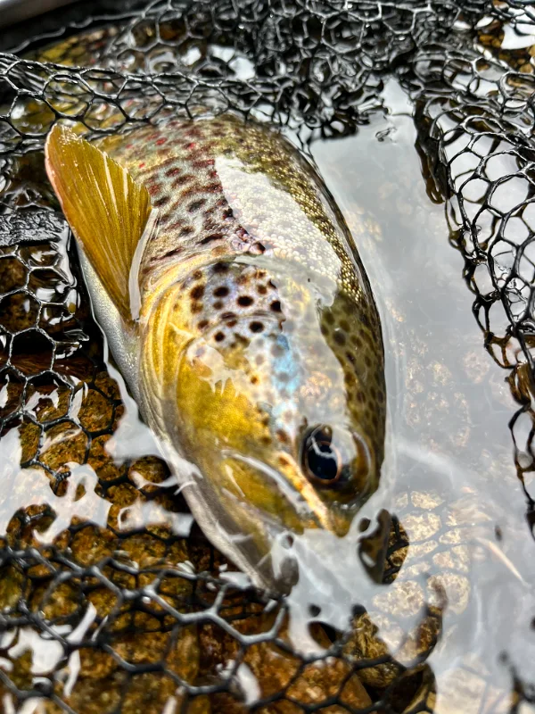 Truite de Norvège sur la Trysilaelva