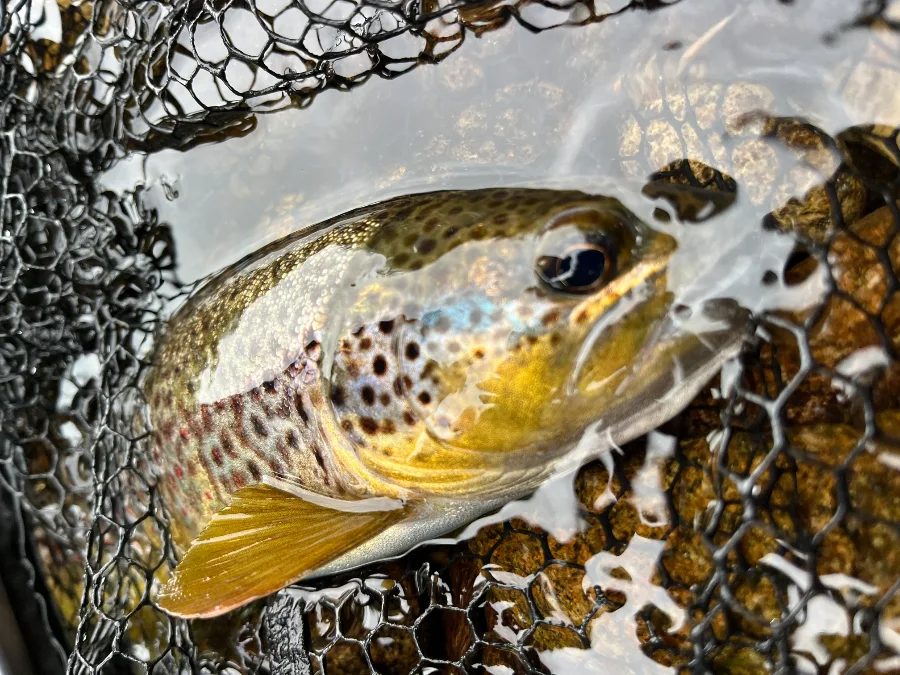 Truite norvégienne de Trysil